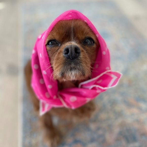 Meet your Posher, Natasha - Picture 1 of 1